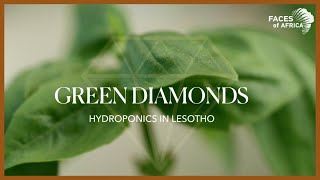 Green Diamonds Hydroponics in Lesotho 🇱🇸 🌱💎  Faces of Africa Podcast 🎙️🎚️🎧 [upl. by Kahcztiy701]