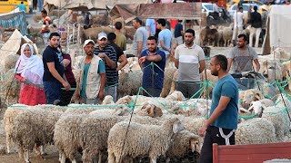 Tunisie  le pouvoir dachat à lépreuve du mouton de lAïd [upl. by Notlem]