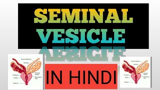 seminal vesicle  seminal fluid in hindi  seminal vesicle physiology [upl. by Nolrac903]