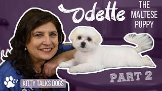 Grooming Odette the Maltese puppy  part 2  Kitty Talks Dogs  TRANSGROOM [upl. by Hayn]