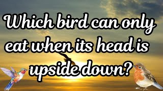 Bird Trivia Challenge Fun General Knowledge Questions amp Answers About Birds  Birds GK Quizgk [upl. by Ona253]