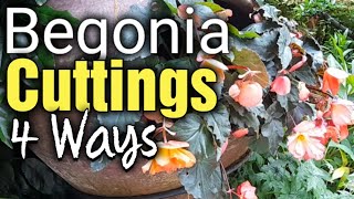 How to Propagate Begonia Cuttings by Stem and Leaf Cuttings  Gardening for Beginners [upl. by Ayotyal]