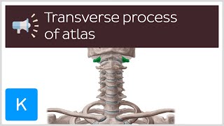 Transverse process of atlas  Anatomical Terms Pronunciation by Kenhub [upl. by Siubhan162]