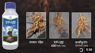 velum prime nematodes control pesticides  velum prime Bayer  velum prime dose  वेलम प्राइम [upl. by Shulem]