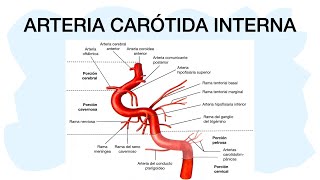 ARTERIA CARÓTIDA INTERNA ✅ [upl. by Leuqar]