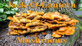 Jack O Lantern Mushroom [upl. by Dibru351]