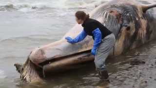 Science Today Whale Strandings  California Academy of Sciences [upl. by Ahsrop752]