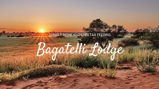 Bagatelle Kalahari Game Ranch  Sonnenuntergangsfahrt und Geparden Fütterung [upl. by Hurlee]