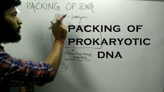 Packing of DNA in Prokaryotic Cell [upl. by Selemas]