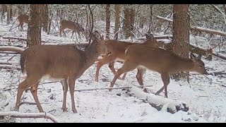 Spring Trail Camera Videos [upl. by Aleihs]