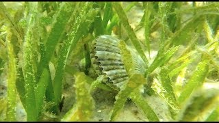 Scallop Harvest Season 101 [upl. by Nanji]