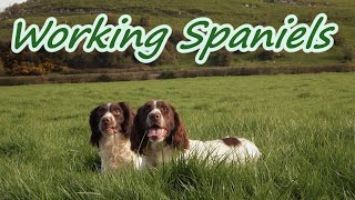 Pheasant hunting Ireland with Springer Spaniels  November 2014 [upl. by Llahsram]