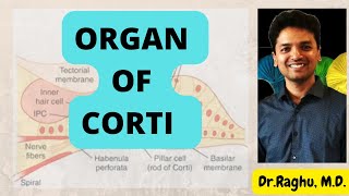 Cochlea  Organ of Corti physiology  Hearing mechanism  Special senses [upl. by Auohs73]