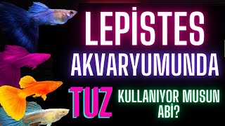 LEPİSTES AKVARYUMLARINDA TUZ KULLANIYORMUSUN ABİ lepistes akvaryumbalıkları [upl. by Neros]