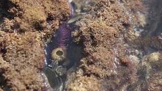 Little Corona del Mar Beach Tide Pools and Great Walks [upl. by Ragen986]