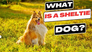 What is a Sheltie Dog [upl. by Ynhoj]