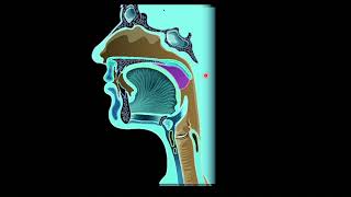 Pathology of oesophagus  Motility disorders [upl. by Odnamra]