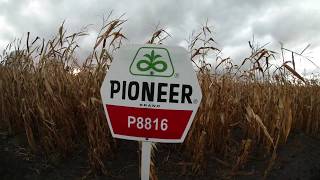 Pioneer P8816 kukorica vetőmag KukoricaVetőmaghu Kft 2017 [upl. by Rome]