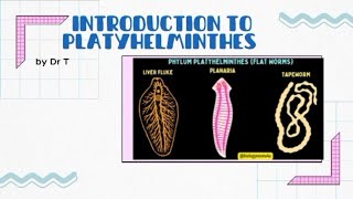 Introduction to platyhelminthes flatworms [upl. by Yremogtnom321]