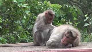 Grooming  Monkeys eating lice from another Monkeys body [upl. by Akiemahs240]