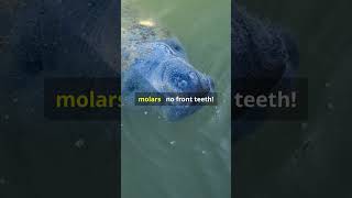 Gentle Giants Manatees are found in warm tropical or subtropical waters manatees copperowlnest [upl. by Oletta]