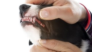 How to Help a Puppy Whos Teething  Puppy Care [upl. by Reivax516]