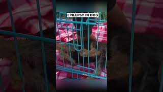 Epilepsy amp Seizure in a Dog epilepsy [upl. by Yenruogis]