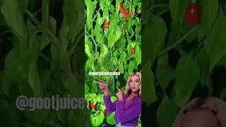 New Yorks HOTTEST Peppers🤘🏻🌶️🌱 whiteowned containergardening igrowhotpeppers [upl. by Lattimer]