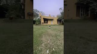 Teddy❤ dogshortsdogsloversworldcutedogsreactiondogvideos [upl. by Yanaj]