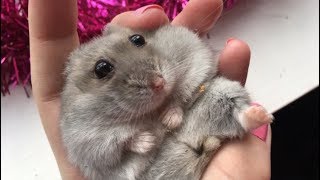 How to teach your hamster to lay on their back [upl. by Relyc]