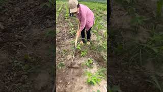 Skilled Farmers Weeding On Bean Fields satisfying shortsvideo [upl. by Htebsle]