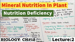 Mineral Nutrition In Plants Macronutrients and Micronutrients In plants  Deficiency of Nutrients [upl. by Lamok]