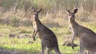 Kangaroo Sounds and Pictures for Teaching [upl. by Annawit]