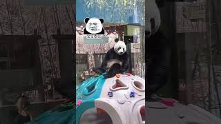 灵岩摔倒又现委屈脸～ Panda Lingyan panda pandachina [upl. by Aennil926]