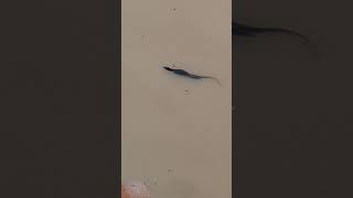 Energetic and Active Monitor Lizard Swimming at the Pond shortvideo chinesegarden genusvaranus [upl. by Anawed123]