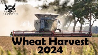 Claas Lexion 8900  Wheat Harvest 2024  Elveden Estates [upl. by Anigger983]