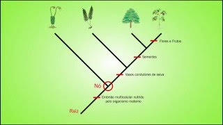 Biologia  Como ler um Cladograma [upl. by Trici]