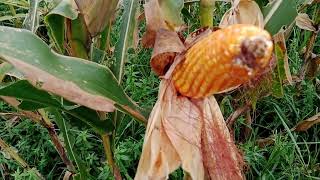 Jagung betras 10 siap panen  10 grain corn ready to harvest [upl. by Dlonyar]