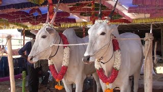 Handsome hallikar bullocks of Bidarahalli at Ghati Jatre [upl. by Ahsial660]