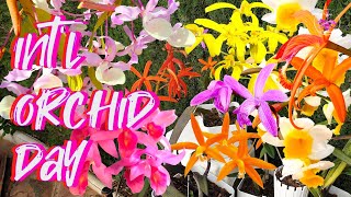 Special Signature Selection of Orchid Blooms 🌸🌼 Happy International Orchid Day 2024 💐 ninjaorchids [upl. by Azmuh533]