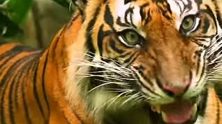 TIGER IS ROAMING telangana NIRMAL ASIFABADKILLED 1 WOMAN1 FARMER INJURE subscribeNEELAMNOORVLOGS [upl. by Nnoj267]