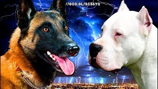 ¿Quién ganaría en una pelea de perros Pastor Belga Malinois vs Dogo Argentinoquot [upl. by Pachston]