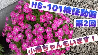 【HB101検証】効果を検証する企画の第2回。サントリーフラワーズさんのサフィニアブーケ小梅ちゃん。私流の育て方も紹介します！ [upl. by Aretak]