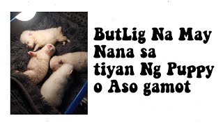 Solusyon o gamot sa butlig butlig na may nana sa tiyan o katawan Ng newborn puppy o sa Aso tutorial [upl. by Jankell165]