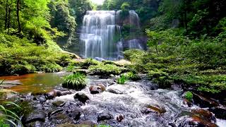 Cascade amp Stream flowing in the Forest Mountain Stream Nature Sounds for Sleep and Relaxation [upl. by Leander]