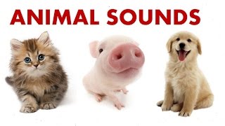 Animal Sounds For Children To Learn  BEST [upl. by Nirel]