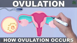 Ovulation [upl. by Etrem]