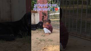 😔 इन बेजुबानों के पास भी दिल होता है 🐾  dogs doglover shorts shortsfeed labrador animallover [upl. by Ennairb]