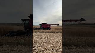 Case 9250 Corn harvest harvest usa northdakota farming farmer caseih agriculture asmrsounds [upl. by Pearla918]