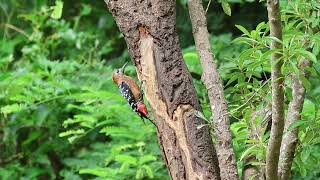 20241026 澎湖天人湖 Rufousbellied Woodpecker1 [upl. by Eanil]